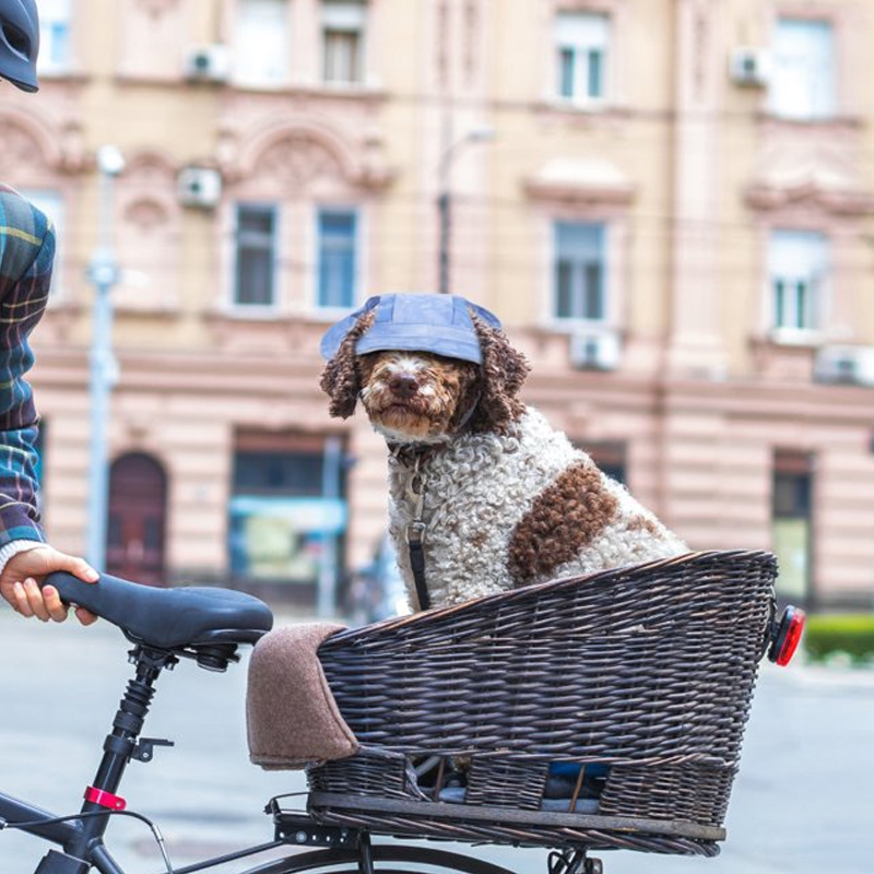 Outdoor-Sonnenschutzhaube für Hunde